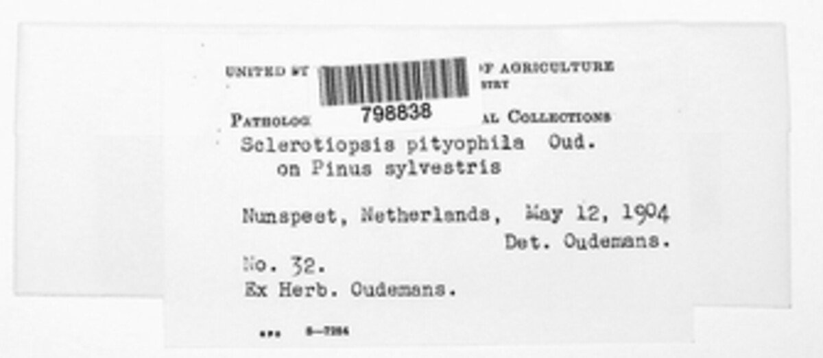 Sclerotiopsis pityophila image